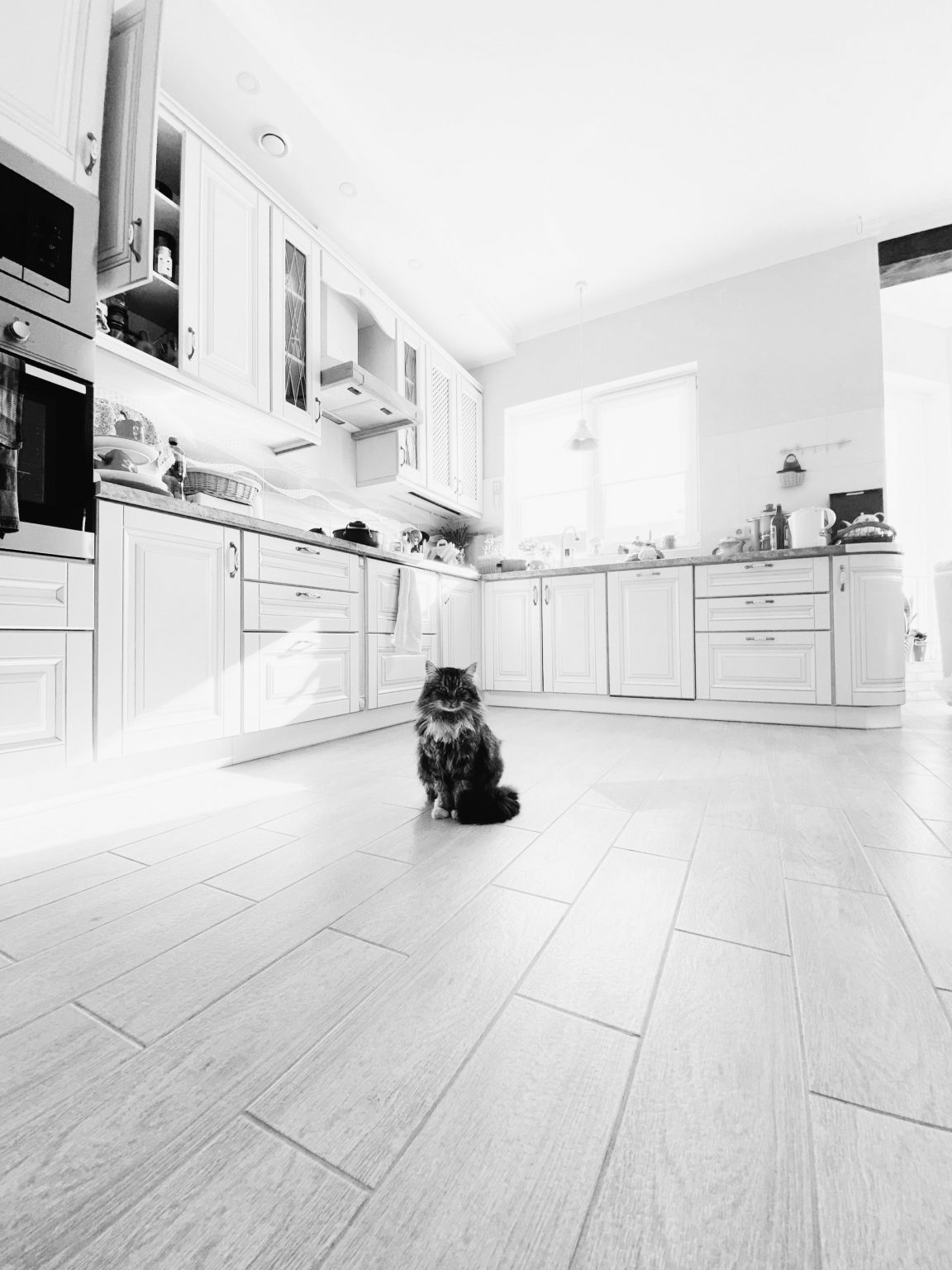Cat in a kitchen